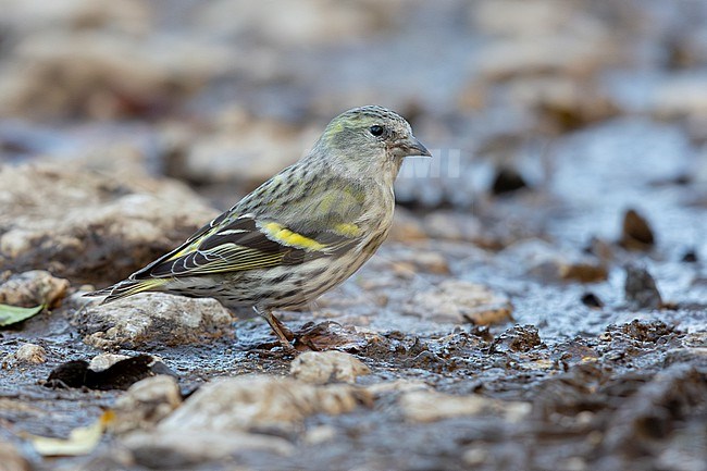 Eurasian Siskin (Spinus spinus), side view of a female standing on the ground, Campania, Italy stock-image by Agami/Saverio Gatto,