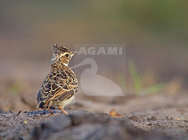 Immature Wood Lark (Lullula arborea) standing on the ground stock-image by Agami/Harvey van Diek,