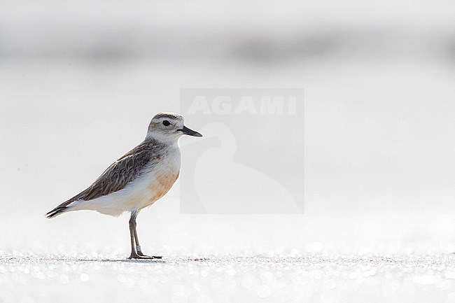 New Zealand Dotterel (Charadrius obscurus) at the coast of North Island, New Zealand. Standing on a sandy beach with backlight. stock-image by Agami/Marc Guyt,