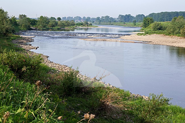Grensmaas, Meers, Limburg; Nederland / Netherlands stock-image by Agami/Ran Schols,