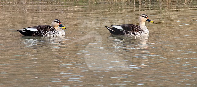 Pair of Indian Spot-billed Ducks (Anas poecilorhyncha) swimming in a freshwater lake. stock-image by Agami/Marc Guyt,