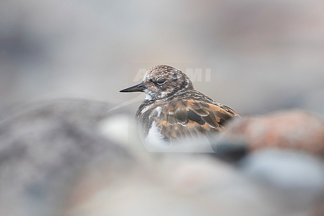 Ruddy Turnstone (Arenaria interpres) in winter between rocks stock-image by Agami/Daniele Occhiato,