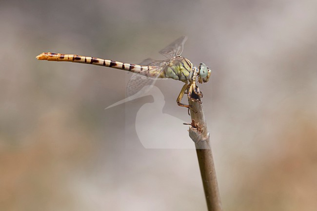 Imago Golftanglibel, Adult Waved pincertail stock-image by Agami/Fazal Sardar,