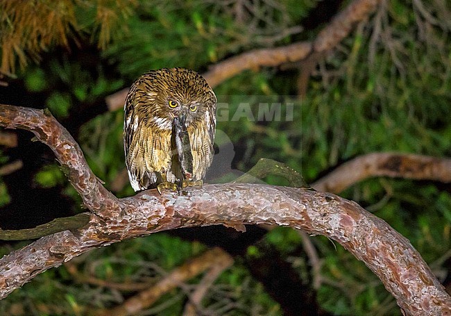 Turkish Fish Owl on a tree with his trut  along the Taurus Mountain,Turkey in June 2015. This is our first bird. stock-image by Agami/Vincent Legrand,