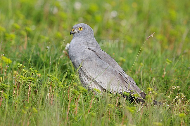 Montagu's Harrier (Circus pygargus), adult male perched on the ground, Campania, Italy stock-image by Agami/Saverio Gatto,