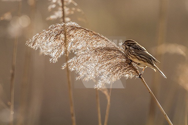 Rietgors, Common Reedbunting, Emberiza schoeniclus female in reed with back light stock-image by Agami/Menno van Duijn,