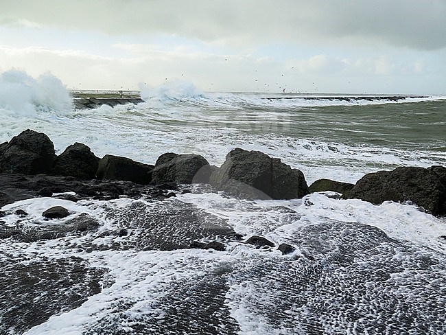 Panoramic view of the Netherlands. Big waves crashing over the pier of Ijmuiden, Netherlands during severe storm over the North Sea. stock-image by Agami/Menno van Duijn,