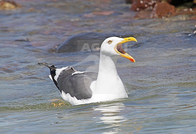 Adult Yellow-footed Gull (Larus livens) calling stock-image by Agami/Pete Morris,