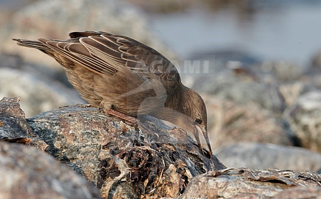 Foeragerende Jonge Spreeuw, Common Starling immature foraging stock-image by Agami/Markus Varesvuo,