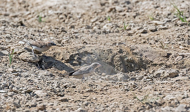 West African Seedeater (Crithagra canicapilla) in Ghana. At small waterhole. stock-image by Agami/Pete Morris,