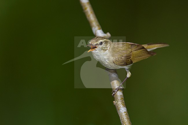 (Western) Greenish Warbler - GrÃ¼nlaubsÃ¤nger - Phylloscopus trochiloides ssp. viridianus, Germany stock-image by Agami/Ralph Martin,