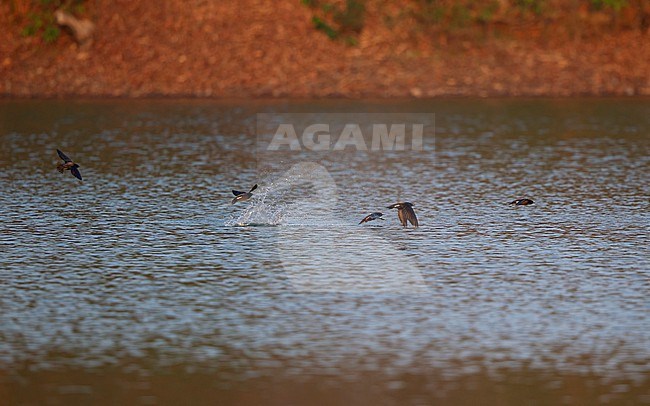Brown-backed Needletail (Hirundapus giganteus) flock flying over water and some birds drinking at Khao Yai, Thailand stock-image by Agami/Helge Sorensen,