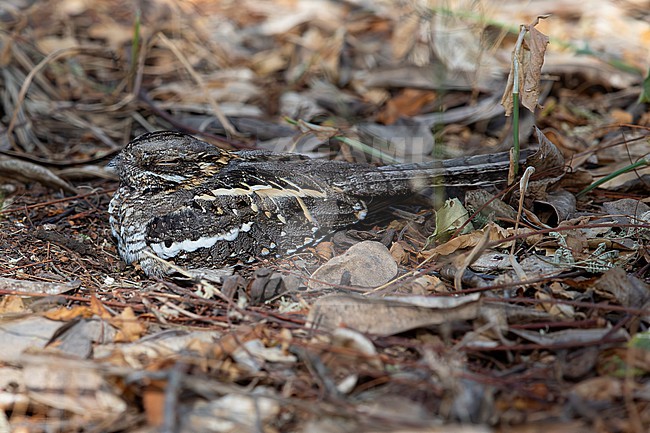 slender-tailed nightjar (Caprimulgus clarus) perching on the ground trust in its camouflage, found at Bishangari in Ethiopia stock-image by Agami/Mathias Putze,