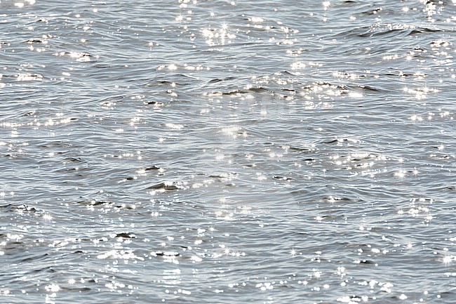 Licht reflecterend in water; Light reflecting in water stock-image by Agami/Marc Guyt,