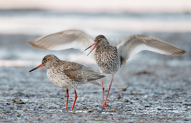 Volwassen Tureluurs; Adult Common Redshanks stock-image by Agami/Markus Varesvuo,