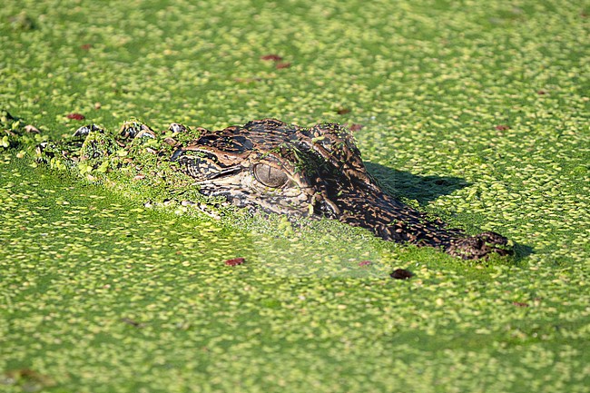 American alligator (Alligator mississippiensis)  hidden in the marsh of Lake Apopka stock-image by Agami/Roy de Haas,