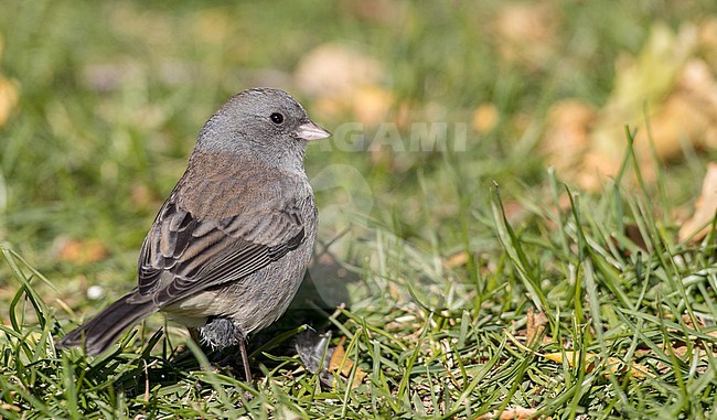 (Slate-colored) Dark-eyed Junco (Junco hyemalis hyemalis/carolinensis), foraging on the ground in Quebec, Canada, during autumn. stock-image by Agami/Ian Davies,