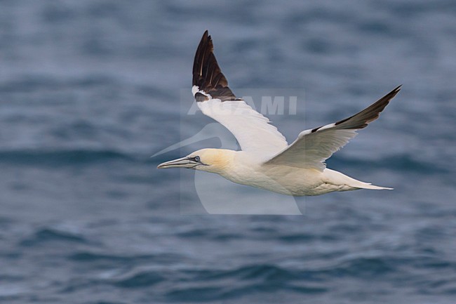 Jan-van-Gent; Northern Gannet; Sula bassana; Morus bassanus stock-image by Agami/Daniele Occhiato,