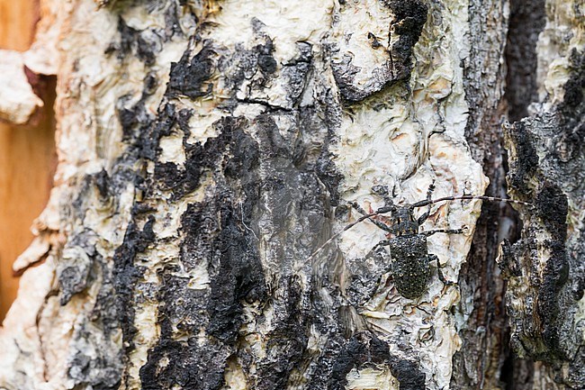 Mesosa myops, Russia (Baikal), imago stock-image by Agami/Ralph Martin,