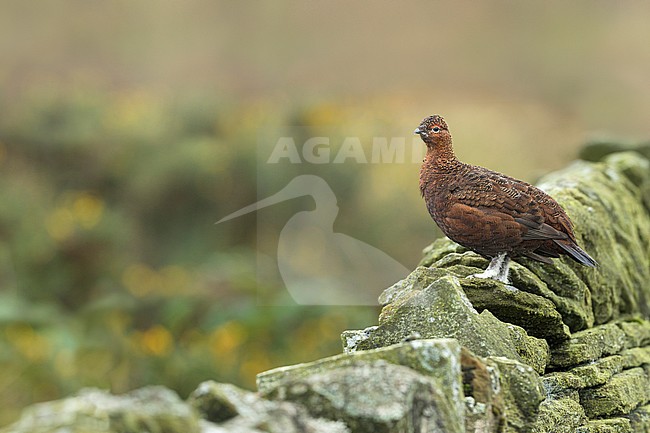 Red Grouse (Lagopus scotica), Great Britain, adult male stock-image by Agami/Ralph Martin,