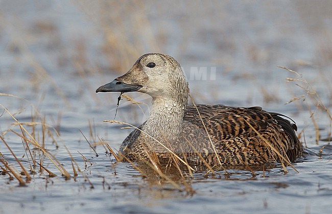 Female Spectacled Eider (Somateria fischeri) in breeding habitat, Alaska, USA. stock-image by Agami/Brian E Small,