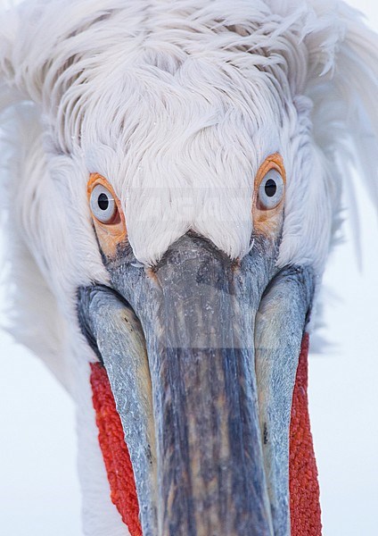 Close-up of adult Dalmatian Pelican (Pelecanus crispus) at Lake Kerkini, Greece stock-image by Agami/Marc Guyt,