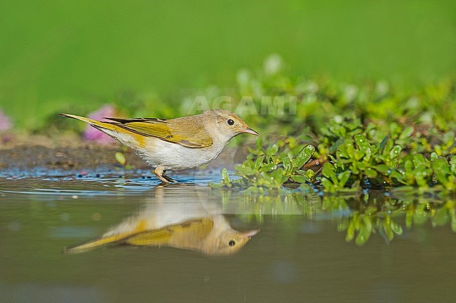 Western Bonelli's Warbler (Phylloscopus bonelli) at drinking station in Italy. Standing in water. stock-image by Agami/Alain Ghignone,