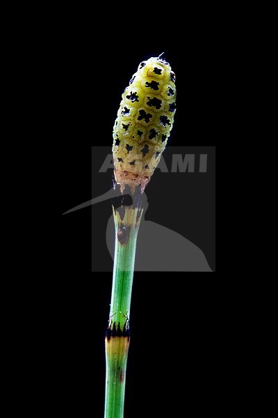 Equisetum hyemale + Equisetum x moorei stock-image by Agami/Wil Leurs,