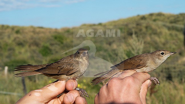 Nachtegaal, Common Nightingale, Luscinia megarhynchos stock-image by Agami/Arnoud B van den Berg ,