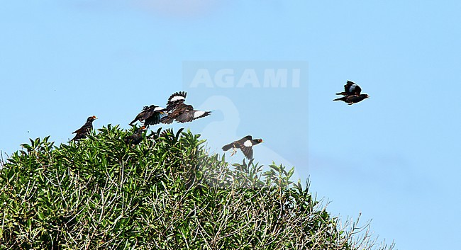 Crested Myna (Acridotheres cristatellus) flock, partly perched and in flight, introduced population, Argentina stock-image by Agami/Tomas Grim,