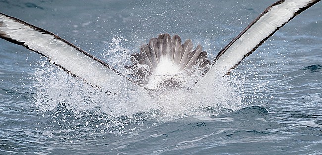 Salvin's Albatross (Thalassarche salvini) diving for food in ocean between subantarctic islands of New Zealand. stock-image by Agami/Marc Guyt,