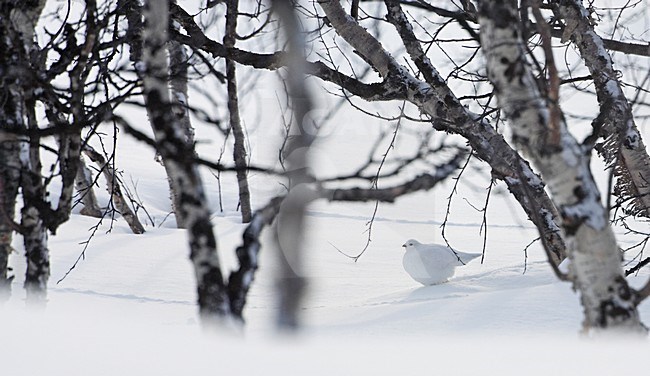 Moerassneeuwhoen in winterkleed in de sneeuw; Willow Ptarmigan in winter plumage in the snow stock-image by Agami/Markus Varesvuo,
