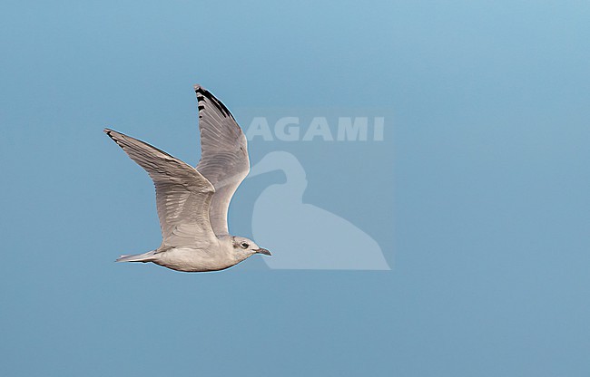 Second-winter Mediterranean Gull (Ichthyaetus melanocephalus) flying past the coast in the Ebro delta in Spain. stock-image by Agami/Marc Guyt,