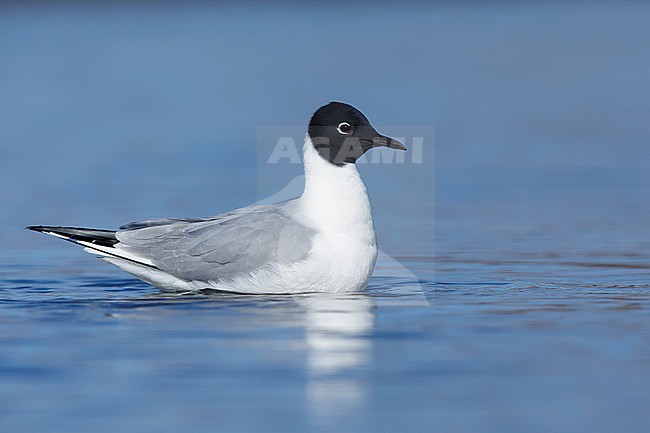 Adult Bonaparte's Gull (Chroicocephalus philadelphia) in breeding plumage at Churchill, Manitoba, Canada, in June 2017. Swimming in tundra lake. stock-image by Agami/Brian E Small,