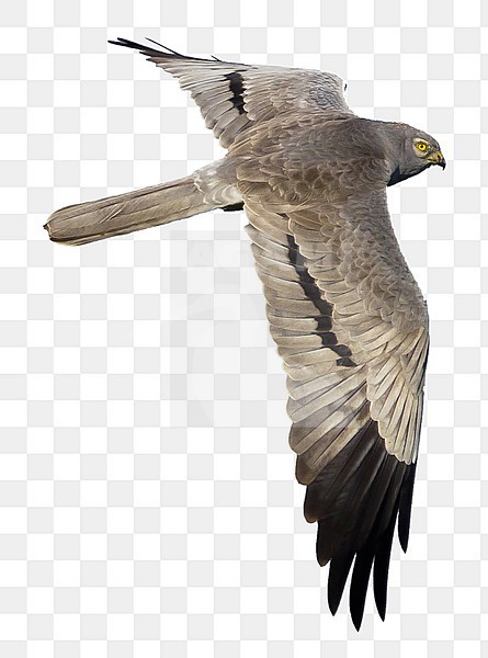 Mannetje Grauwe Kiekendief in de vlucht; Male Montagu\'s Harrier in flight stock-image by Agami/Daniele Occhiato,