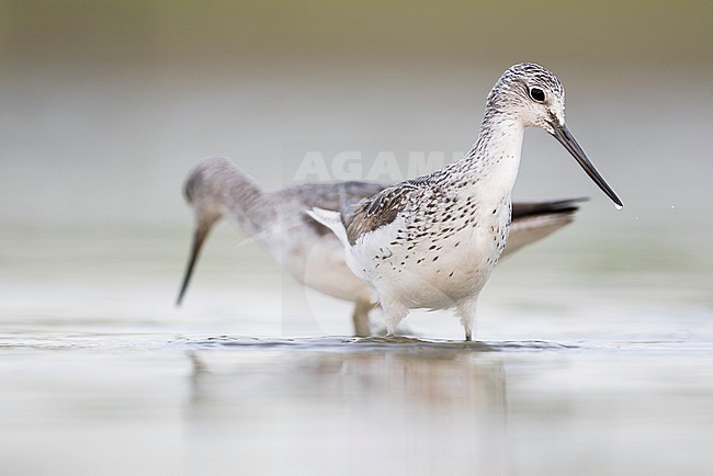 Common Greenshank - Grünschenkel - Tringa nebularia, Germany, adult stock-image by Agami/Ralph Martin,