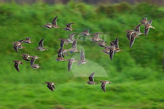 Watersnip in vlucht, Common Snipe in flight stock-image by Agami/Daniele Occhiato,