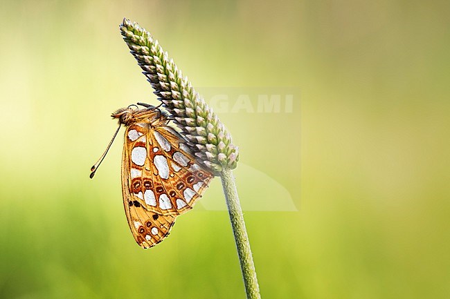 Queen of Spain Fritillary, Kleine parelmoervlinder, Issoria lathonia stock-image by Agami/Wil Leurs,