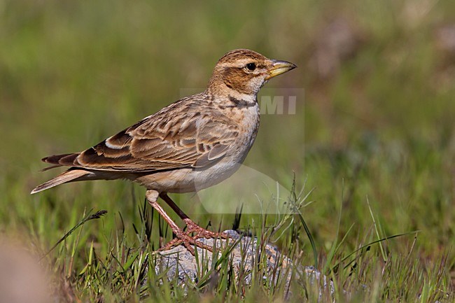 Bergkalanderleeuwerik zittend op een steen; Bimaculated lark perched on a rock stock-image by Agami/Daniele Occhiato,