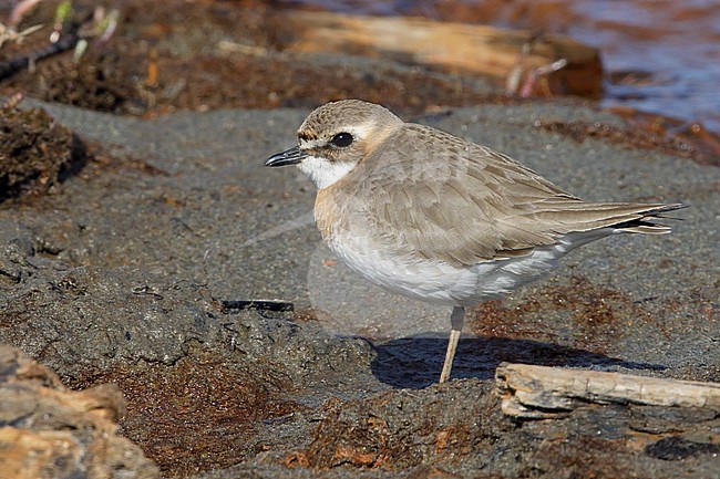 Adult female Lesser Sand Plover (Charadrius mongolus stegmanni) in summer plumage on the arctic tundra on Seward Peninsula, Alaska, USA. stock-image by Agami/Brian E Small,