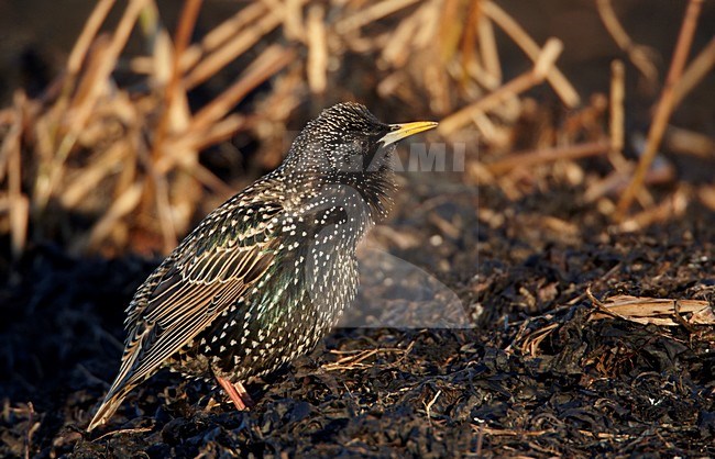 Adulte Spreeuw, Common Starling adult stock-image by Agami/Markus Varesvuo,