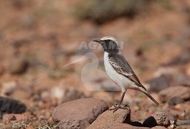 Mannetje Roodstuittapuit; Male Red-rumped Wheatear stock-image by Agami/Markus Varesvuo,