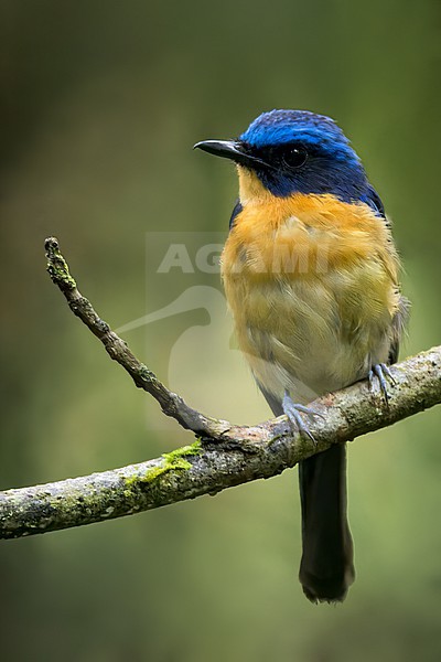 Bornean Blue Flycatcher (Cyornis superbus) Perched on a branch in Borneo stock-image by Agami/Dubi Shapiro,