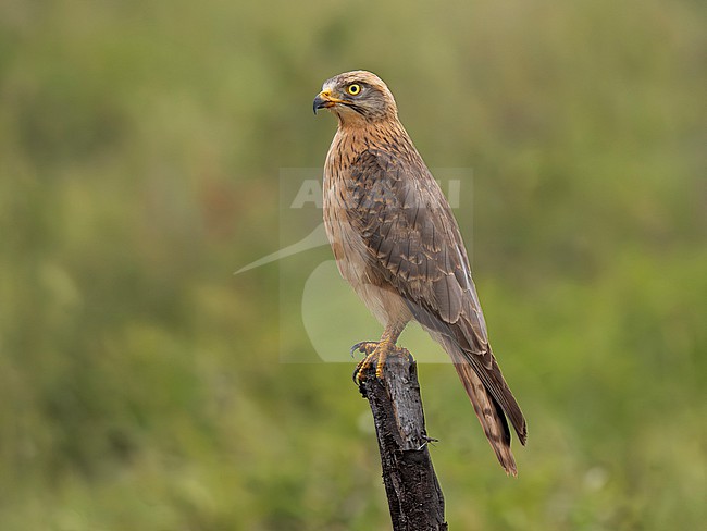 Grasshopper Buzzard (Butastur rufipennis) juvenile perched on a dead snag in Mkomazi National Park in northern Tanzania stock-image by Agami/Andy & Gill Swash ,