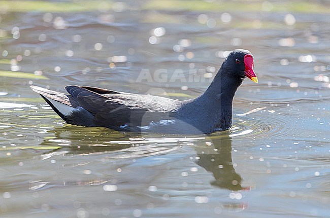 Common Moorhen, Gallinula chloropus, during winter at Katwijk, Netherlands. stock-image by Agami/Marc Guyt,