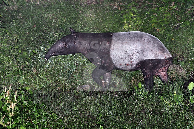 Malayan or Sunda tapir (Tapirus indicus) at night in the jungle stock-image by Agami/James Eaton,