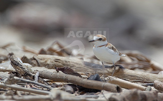 Adult female Malaysan Plover (Charadrius peronii) walking on the beach at Laem Pak Bia, Thailand stock-image by Agami/Helge Sorensen,