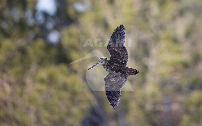 Eurasian Woodcock (Scolopax rusticola) in flight showing upperwing against a green background at Blåvand, Denmark stock-image by Agami/Helge Sorensen,