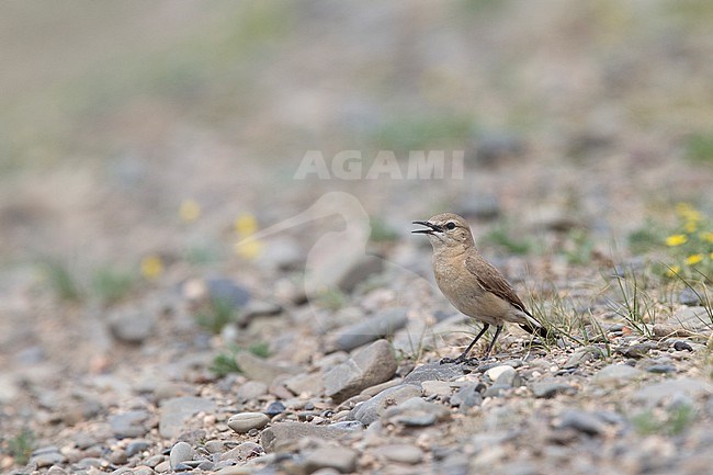 An adult male Isabelline Wheatear (Oenanthe isabellina) is singing from ground stock-image by Agami/Mathias Putze,