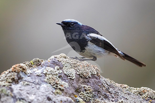 Adult male Blue-capped Redstart (Phoenicurus coeruleocephala) perched. stock-image by Agami/Daniele Occhiato,